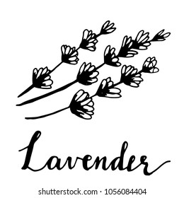 Beautiful vector hand drawn lavender tea herb
