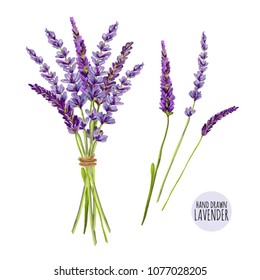 Beautiful vector hand drawn lavender herb illustration background. Vintage sketch element for labels, packaging and cards design. Isolated on white background.