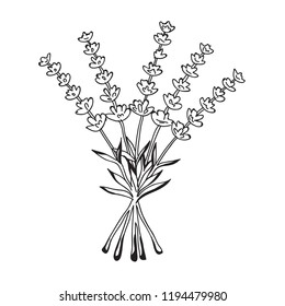Beautiful vector hand drawn lavender tea herb Illustration. Detailed doodle style images. Vector sketch element for labels, packaging and cards design.
