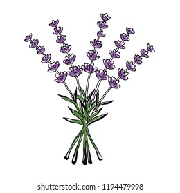 Beautiful vector hand drawn lavender tea herb Illustration. Detailed doodle style images. Vector sketch element for labels, packaging and cards design.