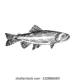 Beautiful vector hand drawn lavender fish Illustration. Detailed retro style trout image. Vintage sketch element for labels, packaging and cards design. Modern background.