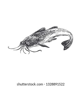 Beautiful vector hand drawn lavender fish Illustration. Detailed retro style catfish image. Vintage sketch element for labels, packaging and cards design. Modern background.