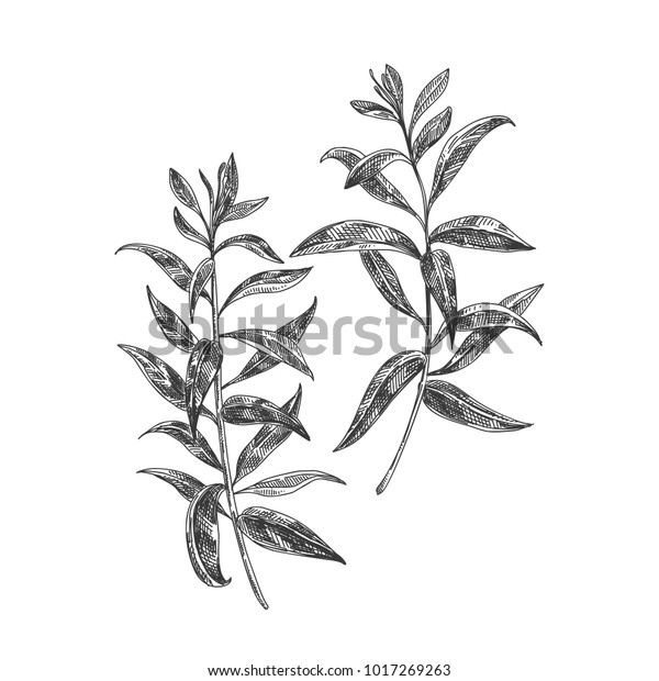 Beautiful Vector Hand Drawn Lemon Verbena Stock Vector (Royalty Free ...