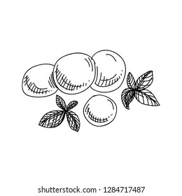 Beautiful vector hand drawn mozzarella balls Illustration. Detailed retro style image. Vintage sketch element for labels, packaging and cards design. Modern background.