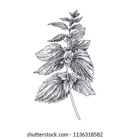 Beautiful vector hand drawn Nettles medical  herb Illustration. Detailed retro style image. Vintage sketch element for labels, packaging and cards design. Modern background.