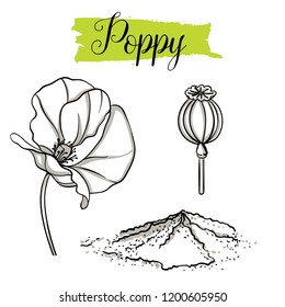 Beautiful vector hand drawn Poppy, seeds. Organic food, vector doodle illustrations collection isolated on white background. 