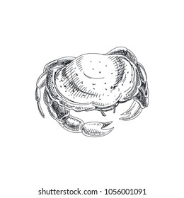 Beautiful vector hand drawn seafood Illustration. Detailed retro style artichoke image. Vintage sketch element for labels, packaging and cards design.