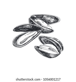 Beautiful vector hand drawn seafood Illustration. Detailed retro style mussels image. Vintage sketch element for labels, packaging and cards design.