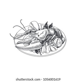 Beautiful vector hand drawn seafood Illustration. Detailed retro style dish with a lobster image. Vintage sketch element for labels, packaging and cards design.