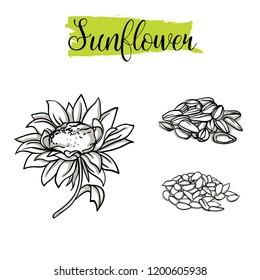 Beautiful vector hand drawn Sunflower, seeds. Organic food, vector doodle illustrations collection isolated on white background. 
