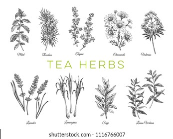 Beautiful vector hand drawn tea herbs Illustrations. Detailed retro style images. Vintage sketch elements for labels, packaging and cards design. Modern background.