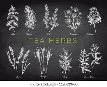 Beautiful vector hand drawn tea herbs Illustrations. Detailed retro style images. Vintage sketch elements for labels, packaging and cards design. Modern background. Chalkboard