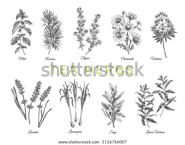 Beautiful vector hand drawn\
tea herbs Illustrations. Detailed retro style images. Vintage\
sketch elements for labels, packaging and cards design. Modern\
background.
