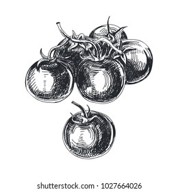 Beautiful vector hand drawn tomatoes Illustration. Detailed retro style lychee image. Vintage sketch for labels. Elements collection for design.