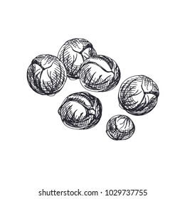 Beautiful vector hand drawn vegetables Illustration. Detailed retro style Brussels sprouts image. Vintage sketch element for labels, packaging and cards design.