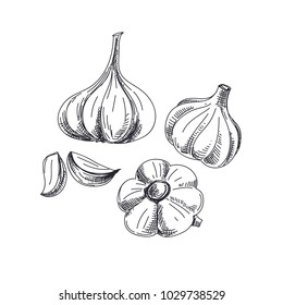 Beautiful vector hand drawn vegetables Illustration. Detailed retro style garlic image. Vintage sketch element for labels, packaging and cards design.