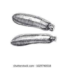 Vetor bonito desenhado à mão legumes Ilustração. Imagem de abobrinha estilo retro detalhada. Elemento de esboço vintage para rótulos, embalagem e design de cartões.