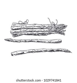 Beautiful vector hand drawn vegetables Illustration. Detailed retro style asparagus image. Vintage sketch element for labels, packaging and cards design.