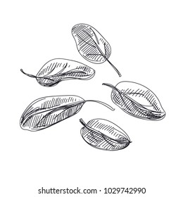 Beautiful vector hand drawn vegetables Illustration. Detailed retro style spinach image. Vintage sketch element for labels, packaging and cards design.