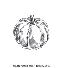 Beautiful vector hand drawn vegetables Illustration. Detailed retro style pumpkin image. Vintage sketch element for labels, packaging and cards design.