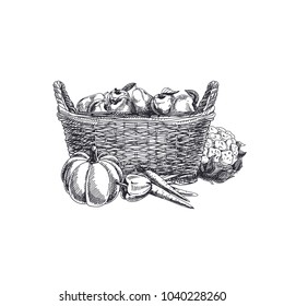 Beautiful vector hand drawn vegetables Illustration. Detailed retro style basket with vegetables and fruits image. Vintage sketch element for labels, packaging and cards design.