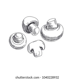 Beautiful vector hand drawn vegetables Illustration. Detailed retro style mushrooms image. Vintage sketch element for labels, packaging and cards design.