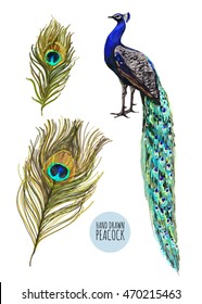 Beautiful vector illustration background with peacock, feather  isolated om white background.