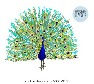 Beautiful vector illustration background with peacock, isolated om white background.