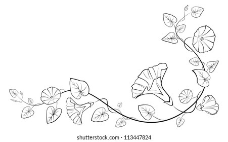 A beautiful vector illustration of a bindweed
