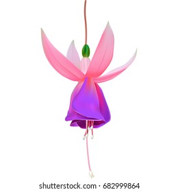 Beautiful vector illustration. Bright, fragrant flower of fuchsia