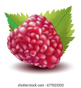 Beautiful vector illustration. Bright juicy berry raspberry with leaves