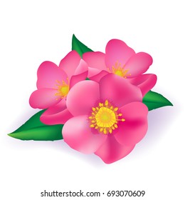 Beautiful vector illustration. Bright pink flowers. Flowers of cherry, dog rose