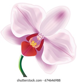 Beautiful vector illustration. Delicate pink orchid