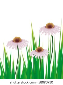 beautiful vector illustration with flowers