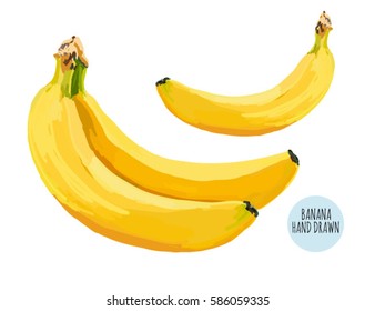 Beautiful vector illustration of of fresh banana fruits isolated on white background.