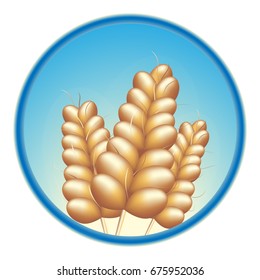 Beautiful vector illustration. Grain, wheat, barley