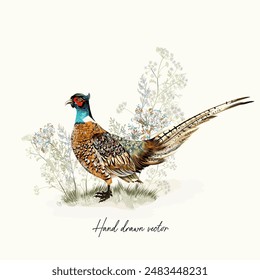 Beautiful vector illustration with hand drawn realistic pheasant bird in vintage style 