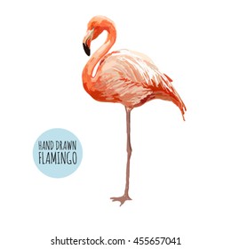 Beautiful vector illustration of Pink Caribbean or American flamingo exotic bird illustration isolated on white background.