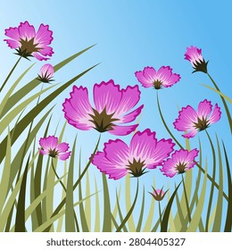 Beautiful vector illustration of pink cosmos flowers blooming in tall green grass against a clear blue sky. The low-angle perspective shows delicate petals and stems reaching upward, creating a fresh spring or summer garden scene. Perfect for nature backgrounds, greeting cards, invitations, posters, wall art, seasonal designs, and botanical-themed projects