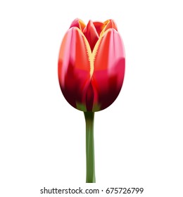 Beautiful vector illustration. Red bright tulip. Flower