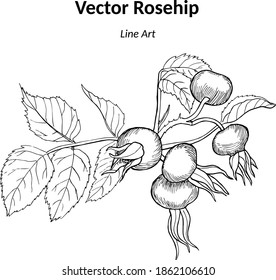 Beautiful vector illustration  of rose hip  for healthy design on white isolated background. Modern line art. Any size