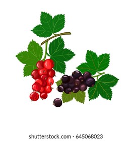 Beautiful vector illustration sprigs of red and black currants isolated on white background. Berries. Abstract vector illustration logo for whole ripe fruit color currant,with green stem leaf.