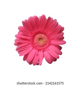 Beautiful vector image of a gerbera flower.
