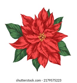 Hermosa imagen vectorial con flor de poinsettia roja, símbolo de invierno dibujado a mano. Festividad de navidad arte en video.