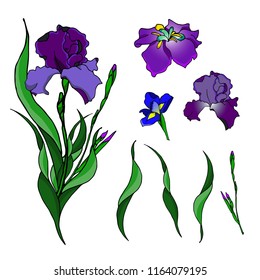 Beautiful vector irises