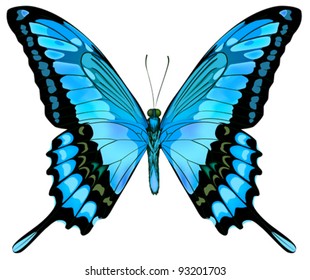 Beautiful vector isolated blue butterfly