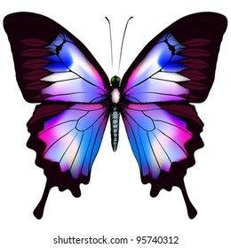 Beautiful vector isolated blue butterfly