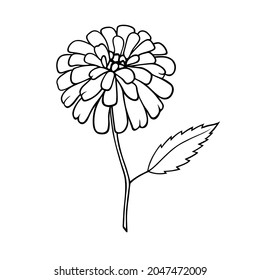 Beautiful vector isolated hand drawn autumn illustration of a dahlia flower