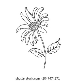 Beautiful vector isolated hand drawn illustration of a herbaceous autumn flower