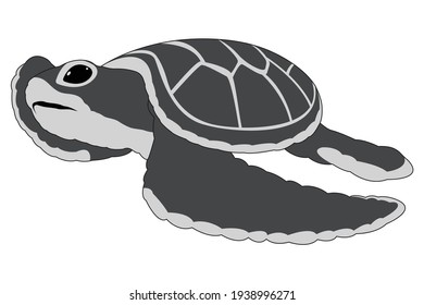 Beautiful vector kid turtle with white background